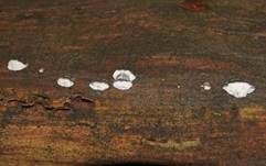 Blauer Saftporling, Foto 44