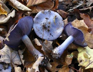 Blauer Sägeklumpfuß, Foto 2