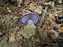 Blauer Sägeklumpfuß, Foto 12