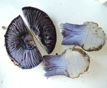 Blauer Sägeklumpfuß, Foto 5