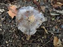 Blauer Sägeklumpfuß, Foto 7