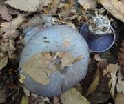 Blauer Sägeklumpfuß, Foto 9
