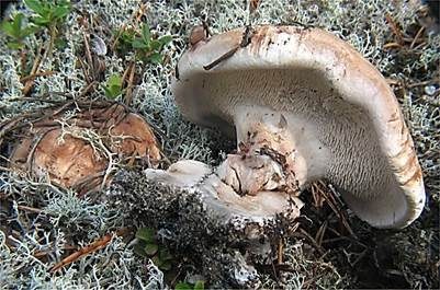 Rötender Stacheling, Foto 2