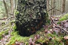 Rötender Zystidenrindenpilz, Foto 27