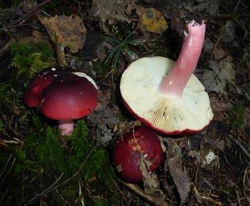 Roter Heringstäubling, Foto 2