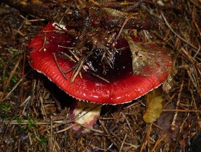 Roter Heringstäubling, Foto 3