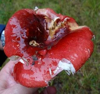 Roter Heringstäubling, Foto 6