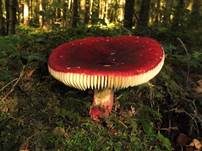 Roter Heringstäubling, Foto 7