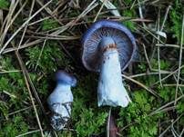 Blauer Schleimfuß, Foto 10