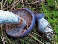Blauer Schleimfuß, Foto 11