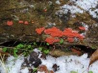 Roter Kugelschleimpilz, Foto 17