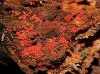 Roter Kugelschleimpilz, Foto 20