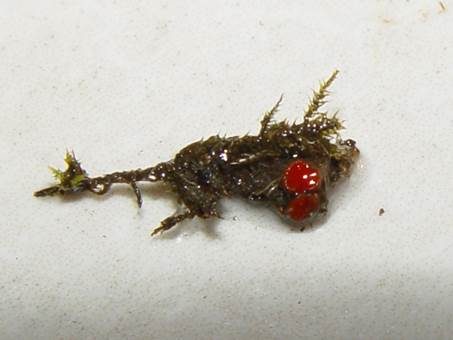 Roter Moosling, Foto 2