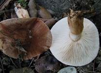 Rotfleckender Kiefernritterling, Foto 8
