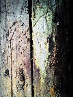Rotgelber Amyloidsporenrindenpilz, Foto 3