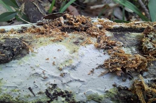 Rotgelber Amyloidsporenrindenpilz, Foto 4