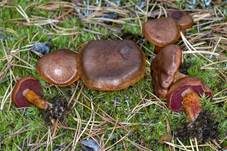 Rotgeschuppter Hautkopf, Foto 4