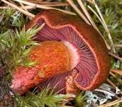 Rotgeschuppter Hautkopf, Foto 5
