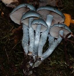 Blauer Träuschling, Foto 2