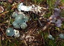 Blauer Träuschling, Foto 12