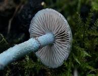 Blauer Träuschling, Foto 13