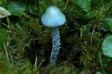 Blauer Träuschling, Foto 14