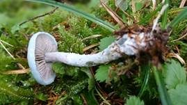 Blauer Träuschling, Foto 24