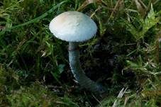Blauer Träuschling, Foto 27