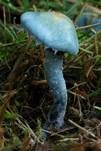 Blauer Träuschling, Foto 28