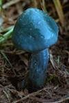 Blauer Träuschling, Foto 29