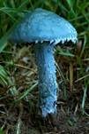 Blauer Träuschling, Foto 30