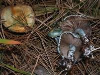 Blauer Träuschling, Foto 39