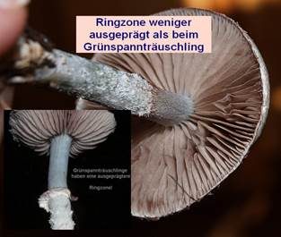 Blauer Träuschling, Foto 6