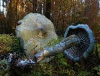 Blauer Träuschling, Foto 45
