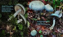 Blauer Träuschling, Foto 46