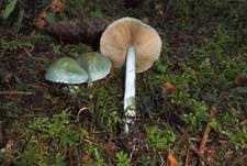 Blauer Träuschling, Foto 10