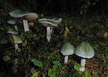 Blauer Träuschling, Foto 11