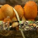 Rothütiger Tintling, Foto 5