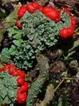 Rotkopfflechte, Foto 14