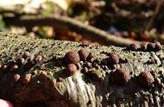 Rötliche Kohlenbeere, Foto 8
