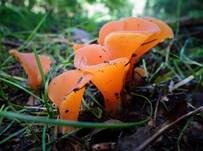 Rötlicher Gallerttrichter, Foto 31