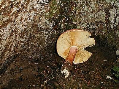 Rötlicher Holzritterling, Foto 3