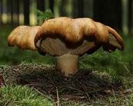 Rötlicher Holzritterling, Foto 16