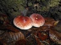 Rötlicher Holzritterling, Foto 25