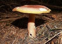 Rötlicher Holzritterling, Foto 29