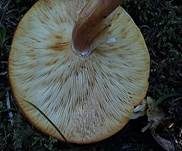 Rötlicher Holzritterling, Foto 35