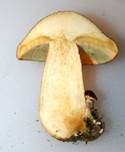 Rötlicher Holzritterling, Foto 6