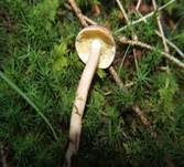 Rötlicher Holzritterling, Foto 43