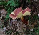 Rötlicher Holzritterling, Foto 45
