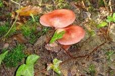 Rötlicher Holzritterling, Foto 10